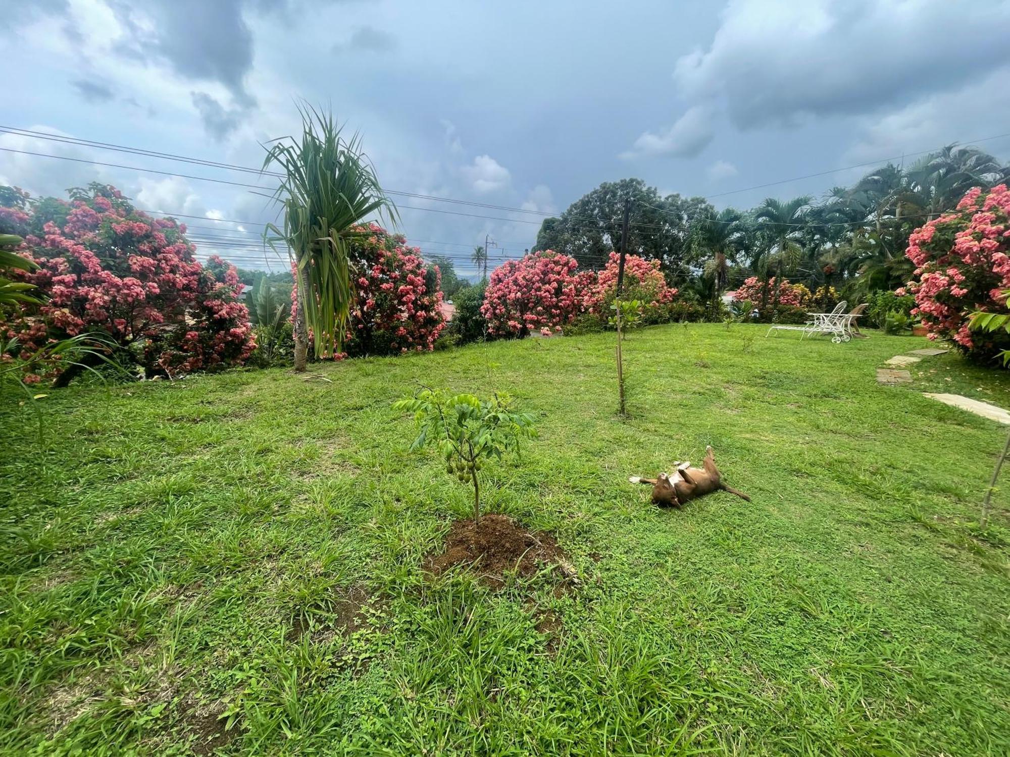 Hotel Tierra De Volcanes La Fortuna Eksteriør bilde